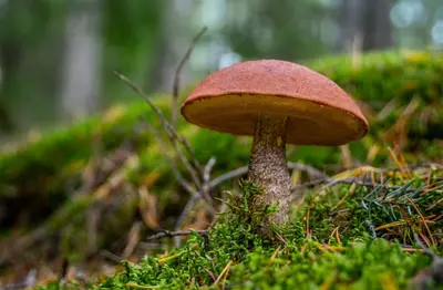 Photo: Egor Kamelev | Pexels