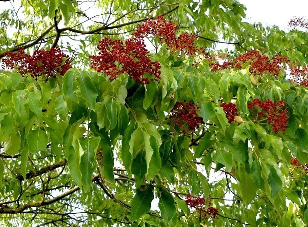 Foto: Portál hlavního města Prahy