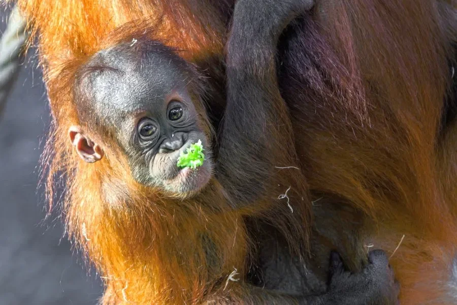 Photo Competition at Prague Zoo: Focus on Animal Moments