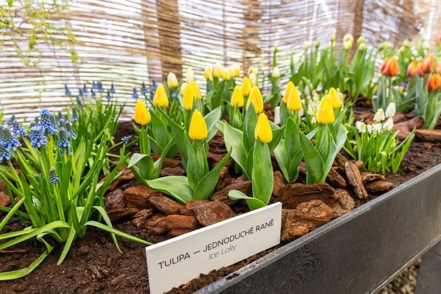 Prague Castle: New Exhibition ‘Předjaří: Prchavé Existence’ Opens Tomorrow