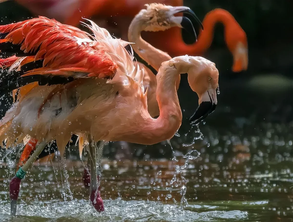 Prague Zoo Celebrates 20 Years of the “Vodní svět” and Monkey Islands