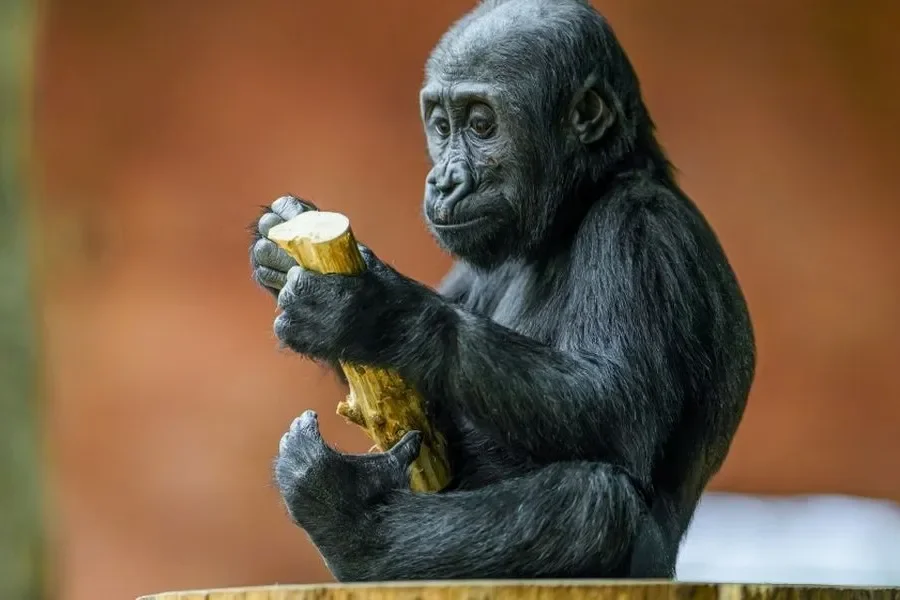 Prague Zoo Celebrates Second Birthday of Gorilla Infant Mobi