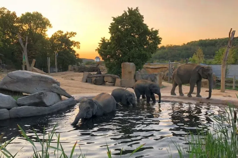 Prague Zoo celebrates World Elephant Day on Saturday with a colourful programme
