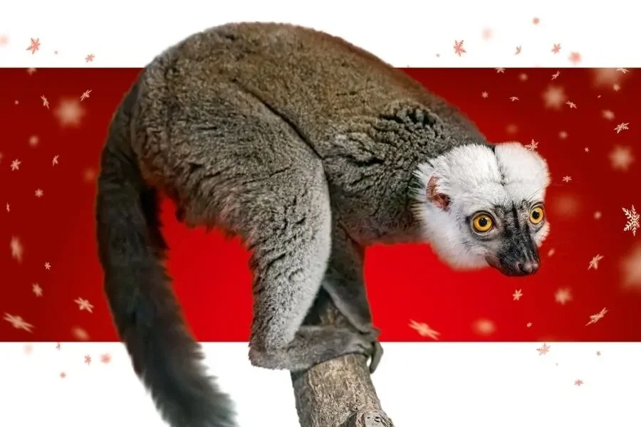 Prague Zoo launches Advent campaign “Adopt me!”