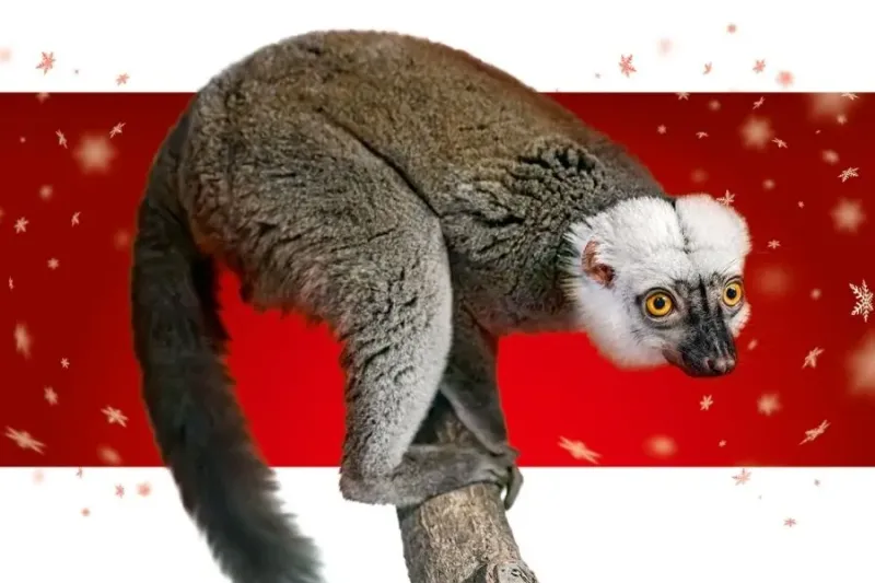 Prague Zoo launches Advent campaign “Adopt me!”
