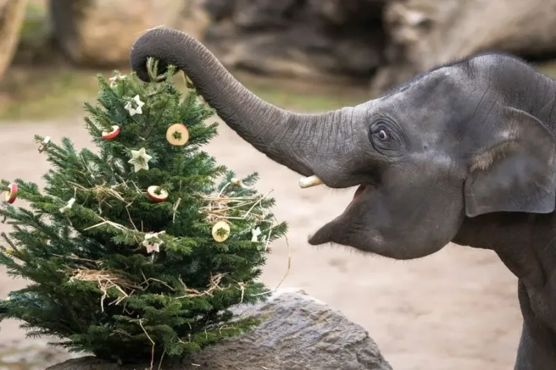 Prague Zoo Spoils Its Animals with Christmas Trees