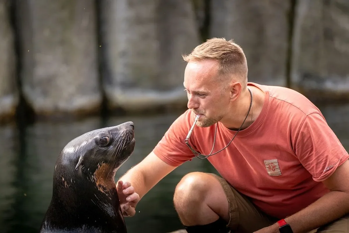 Prague Zoo Welcomes New Sea Lion: Oslo Joins the Zoo’s Family