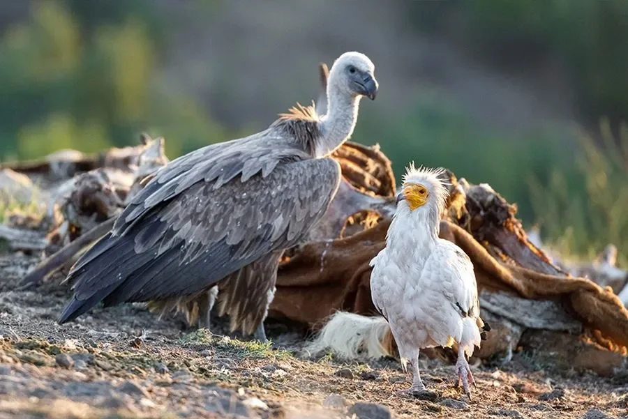 Reverse the Red: A Day for Endangered Animals at Prague Zoo