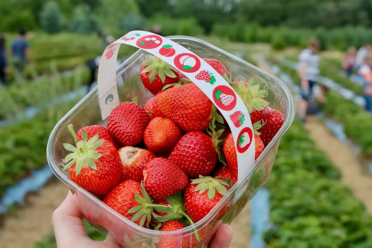 Samosběr 2025: Pick Your Own Strawberries