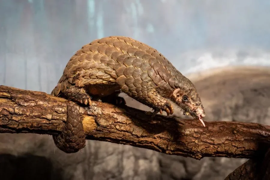 Šiška’s Special Day: Europe’s First Pangolin Baby Celebrates Her Second Birthday