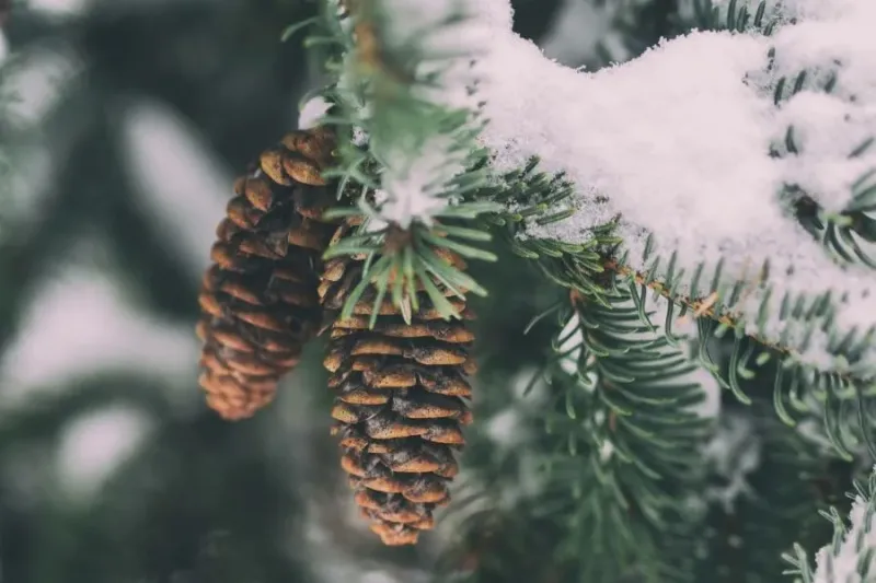 Snow for Christmas? The Chances of a White Christmas 2025 in the Czech Republic