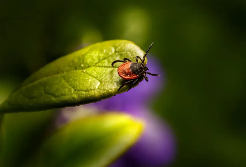Spring Brings Tick Threat: Second-Highest Warning Level in the Czech Republic