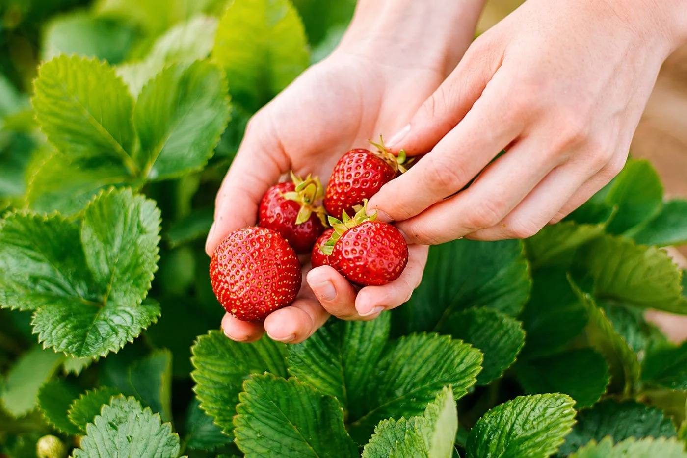Pick Your Own Strawberries: Samosběr Season Starts Earlier This Year in the Czech Republic