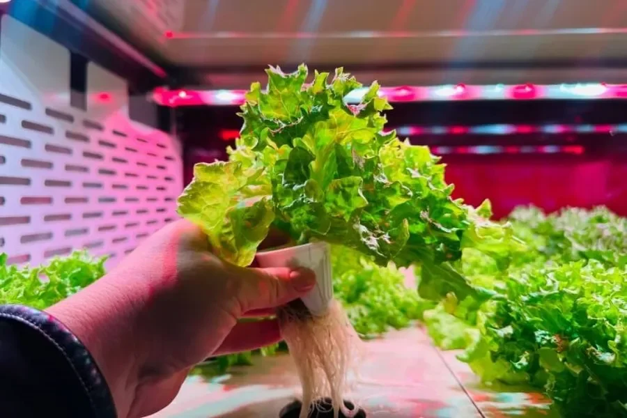 Sustainable Dining: Vienna House Andel’s Prague Introduces Green Cuisine