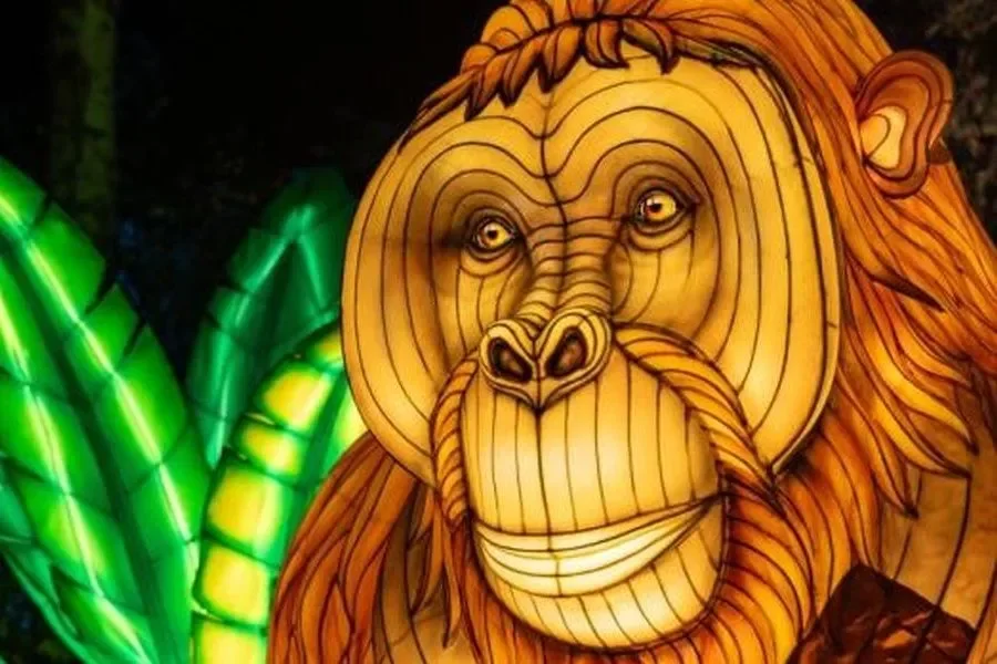 Světelná Zoo at Prague Zoo Opens – Visitors Can Expect a Luminous Wilderness of Asia