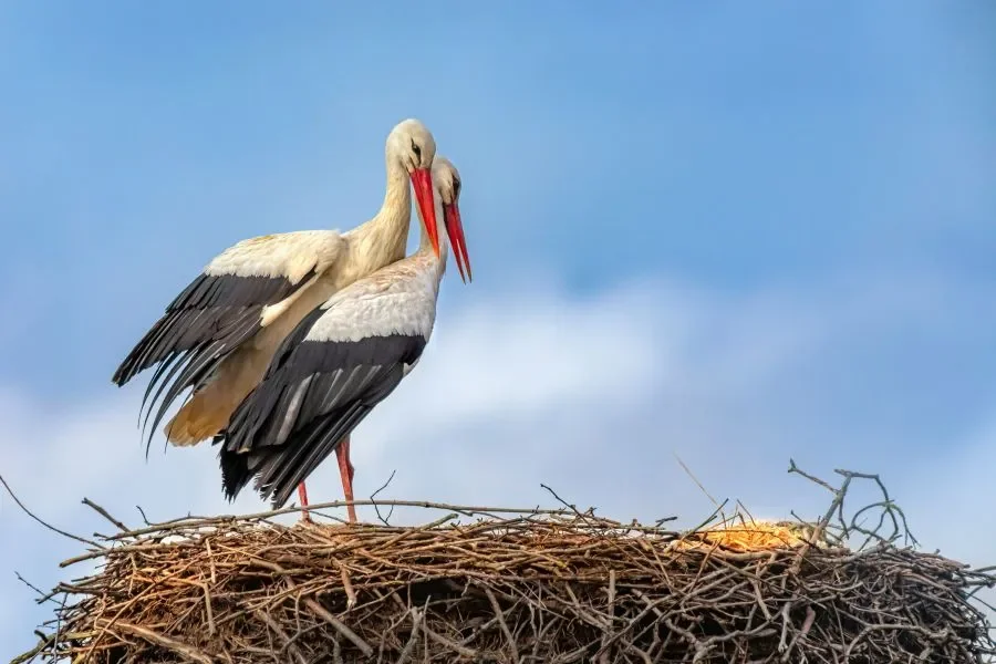 The First Storks Are Back in the Czech Republic