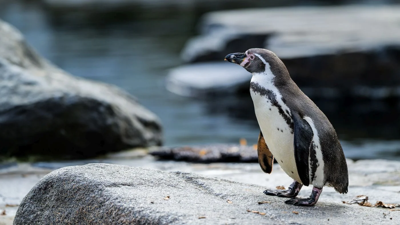 Foto: Zoo Praha | Petr Hamerník