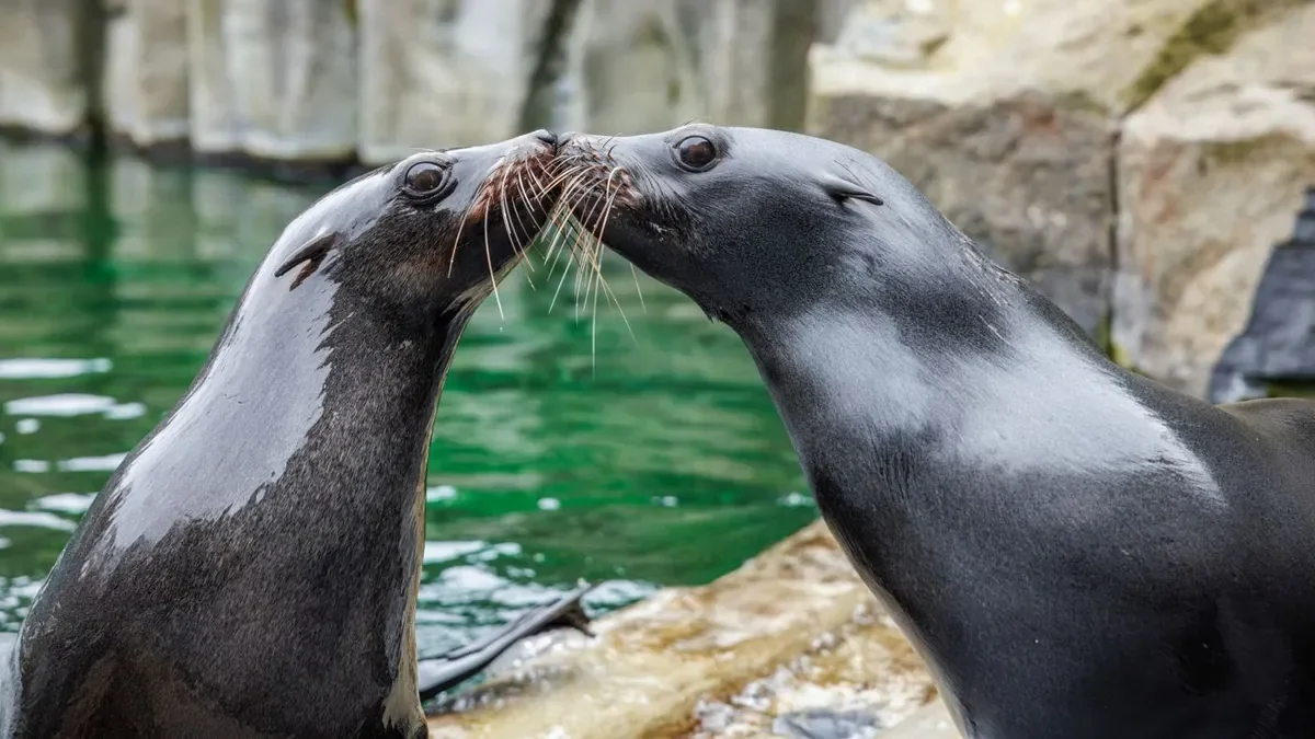 Valentine’s Day Weekend at Prague Zoo
