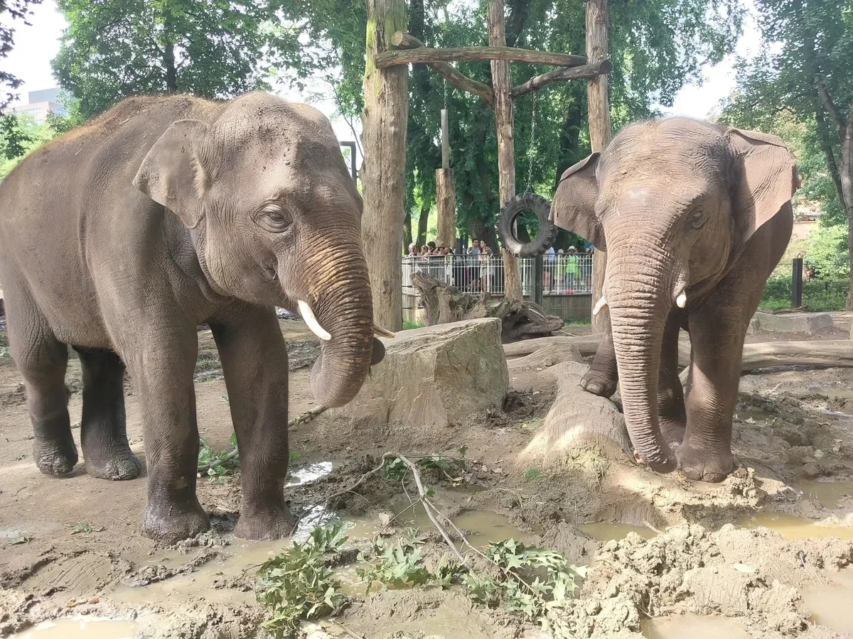 World Elephant Day at Prague Zoo: A Celebration for All Ages