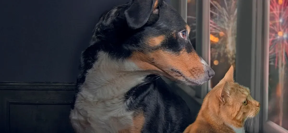 Your Brief Joy, Their Great Sorrow: ‘Culture Instead of Fireworks’ for the Good of Animals