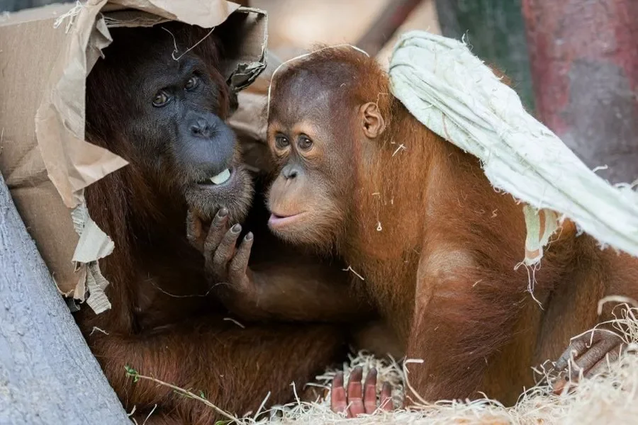Zoo Praha celebrates International Orangutan Day on Saturday
