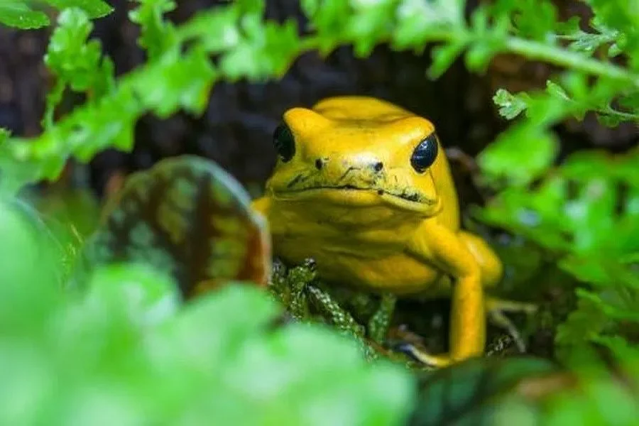 Zoo Praha Invites You to a Brazilian Weekend with a Unique Exhibition and a Varied Cultural Programme